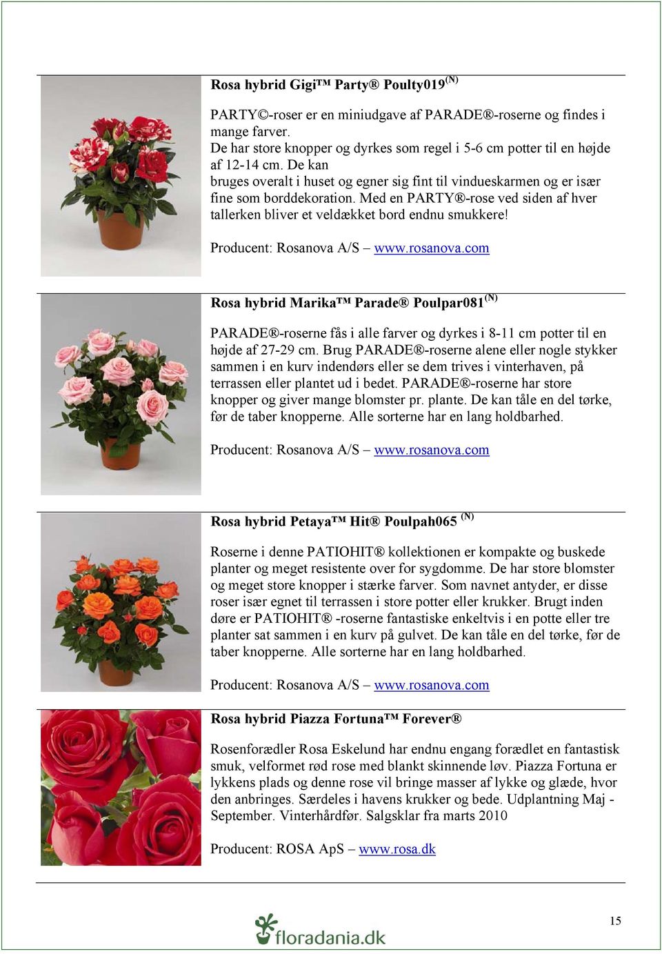 Producent: Rosanova A/S www.rosanova.com Rosa hybrid Marika Parade Poulpar081 (N) PARADE -roserne fås i alle farver og dyrkes i 8-11 cm potter til en højde af 27-29 cm.