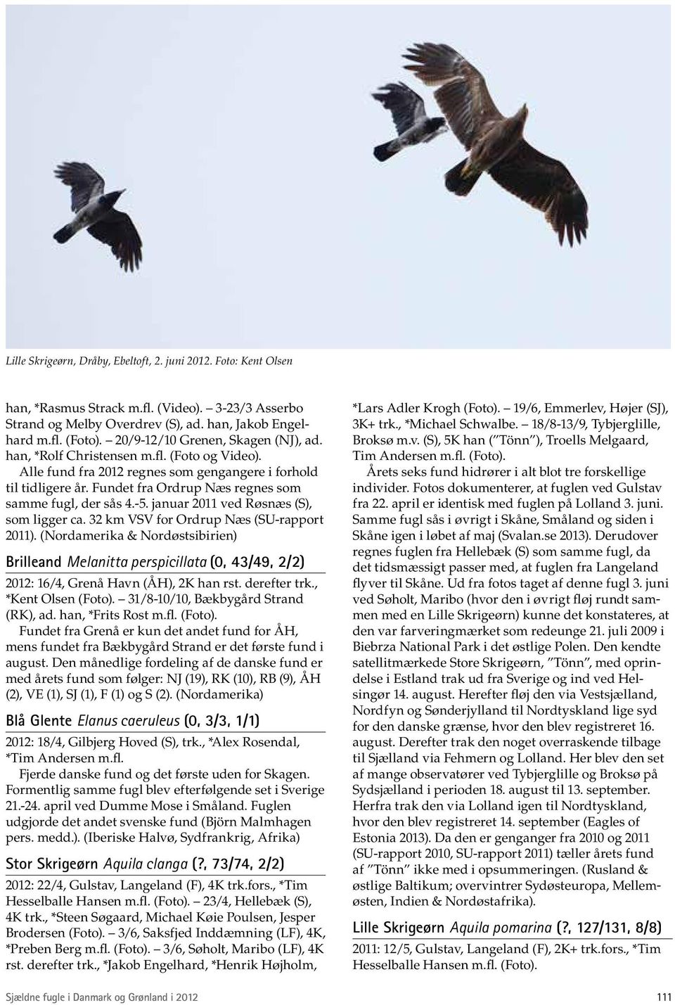 Fundet fra Ordrup Næs regnes som samme fugl, der sås 4.-5. januar 2011 ved Røsnæs (S), som ligger ca. 32 km VSV for Ordrup Næs (SU-rapport 2011).