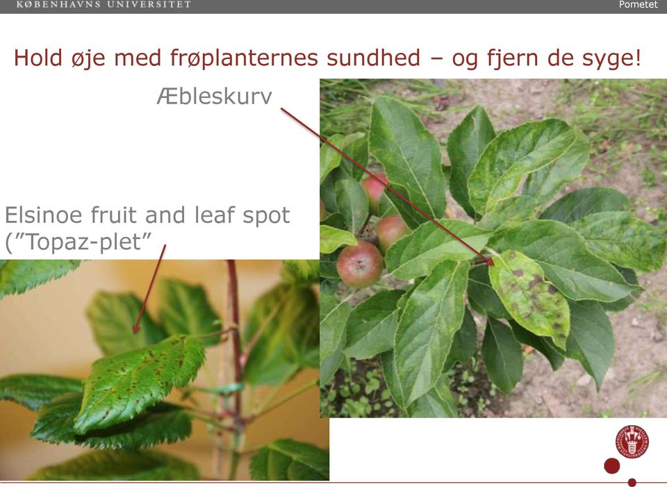 Æbleskurv Elsinoe fruit and