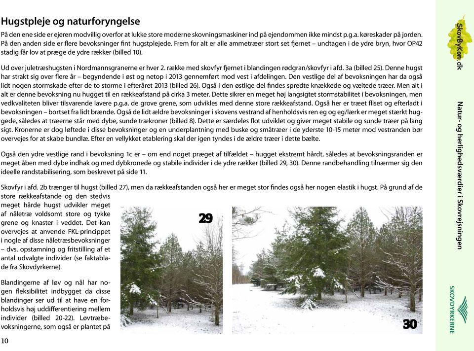Ud over juletræshugsten i Nordmannsgranerne er hver 2. række med skovfyr fjernet i blandingen rødgran/skovfyr i afd. 3a (billed 25).