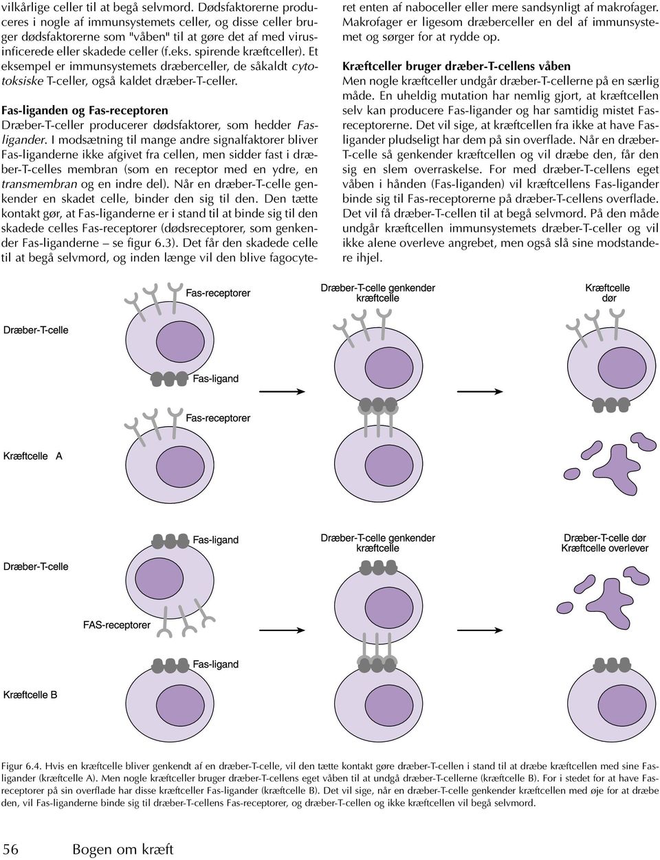 Et eksempel er immunsystemets dræberceller, de såkaldt cytotoksiske T-celler, også kaldet dræber-t-celler.