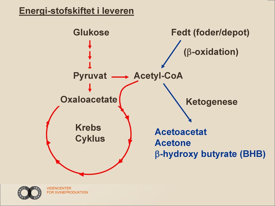Acetyl-CoA Oxaloacetate Ketogenese Krebs