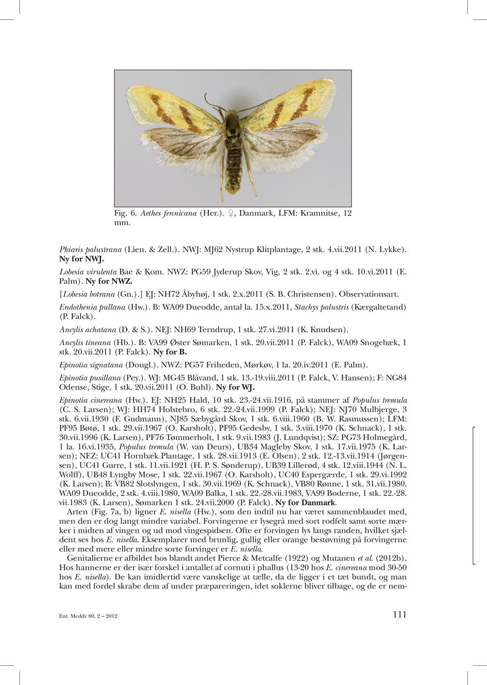 Observationsart. Endothenia pullana (Hw.). B: WA09 Dueodde, antal la. 15.x.2011, Stachys palustris (Kærgaltetand) (P. Falck). Ancylis achatana (D. & S.). NEJ: NH69 Terndrup, 1 stk. 27.vi.2011 (K.