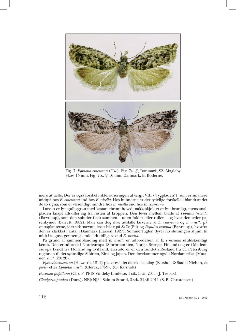 Hos hunnerne er der tydelige forskelle i blandt andet de to signa, som er væsentligt mindre hos E. nisella end hos E. cinereana.
