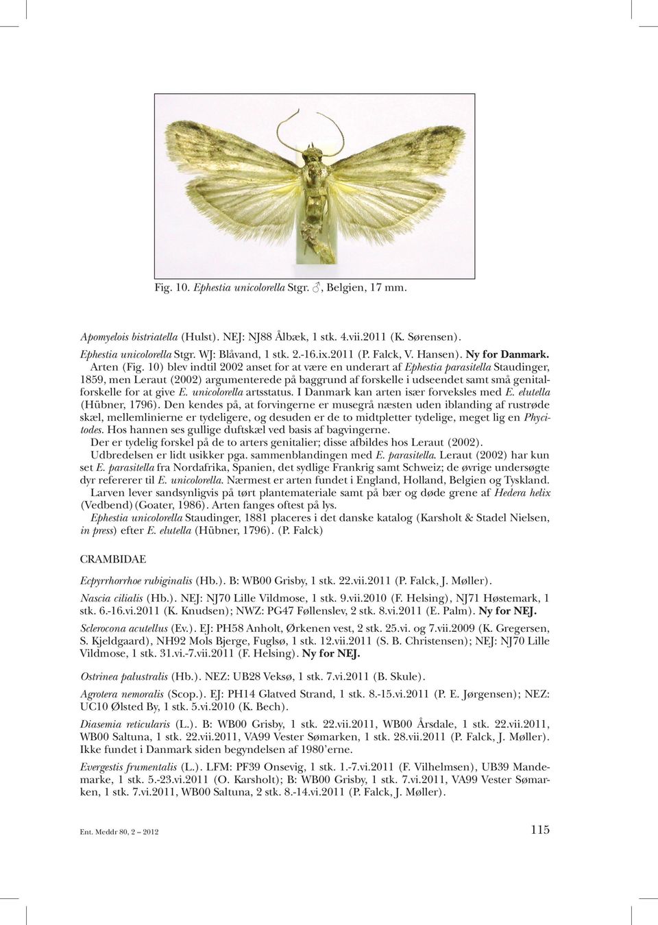10) blev indtil 2002 anset for at være en underart af Ephestia parasitella Staudinger, 1859, men Leraut (2002) argumenterede på baggrund af forskelle i udseendet samt små genitalforskelle for at give