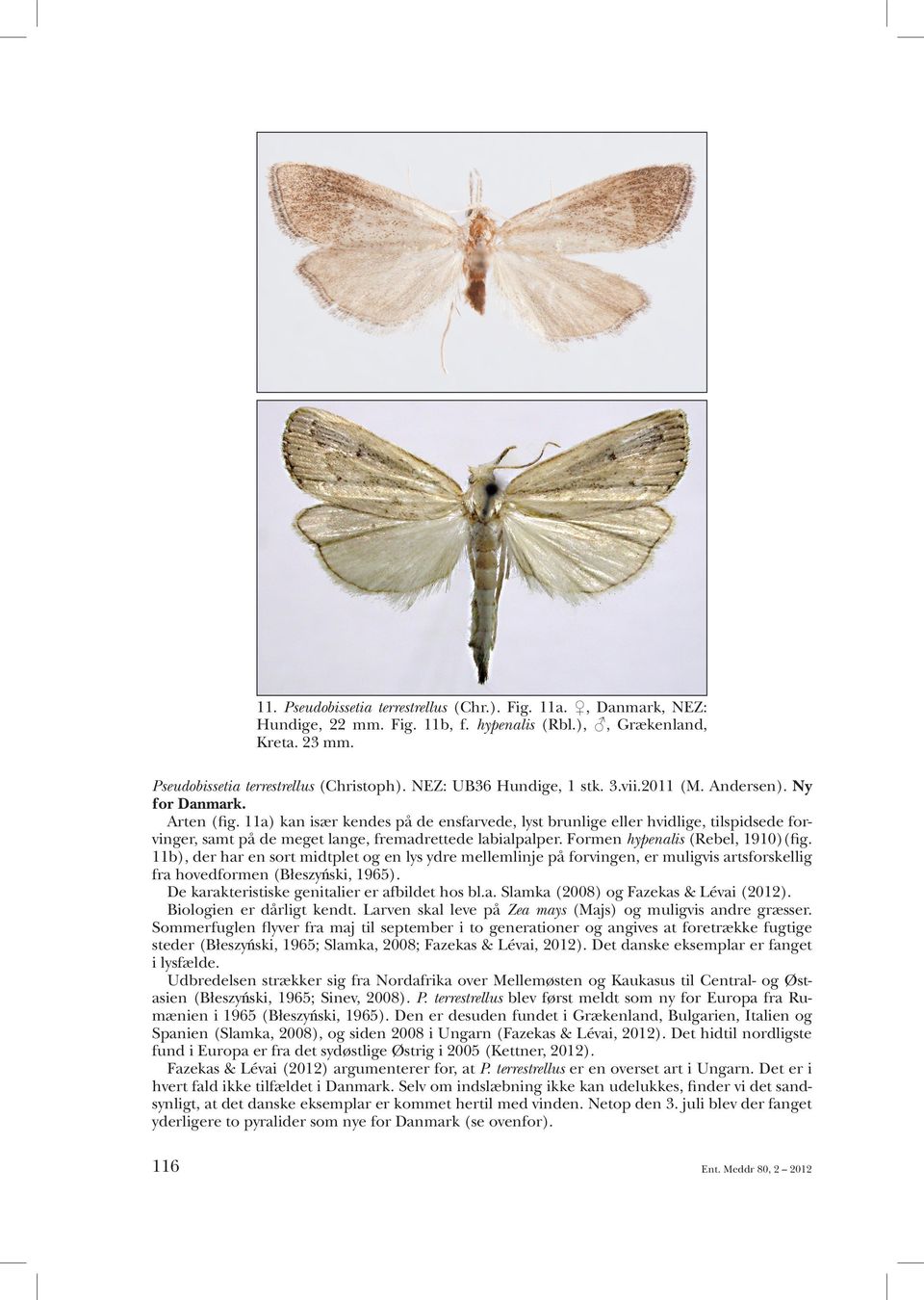 11a) kan især kendes på de ensfarvede, lyst brunlige eller hvidlige, tilspidsede forvinger, samt på de meget lange, fremadrettede labialpalper. Formen hypenalis (Rebel, 1910)(fig.