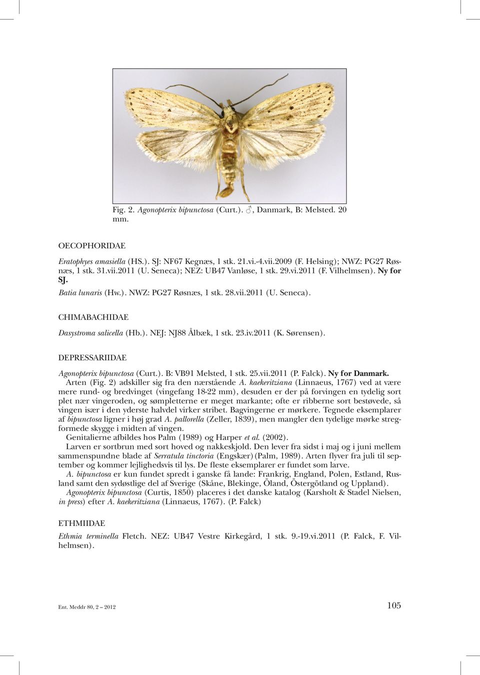 23.iv.2011 (K. Sørensen). DEPRESSARIIDAE Agonopterix bipunctosa (Curt.). B: VB91 Melsted, 1 stk. 25.vii.2011 (P. Falck). Ny for Danmark. Arten (Fig. 2) adskiller sig fra den nærstående A.