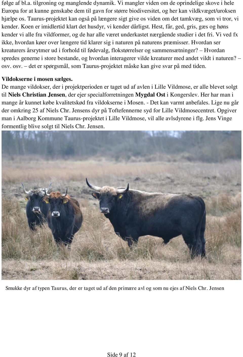 Taurus-projektet kan også på længere sigt give os viden om det tamkvæg, som vi tror, vi kender. Koen er imidlertid klart det husdyr, vi kender dårligst.