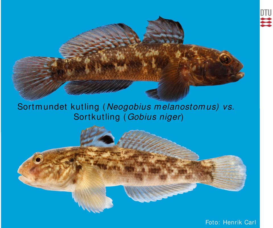 melanostomus) vs.