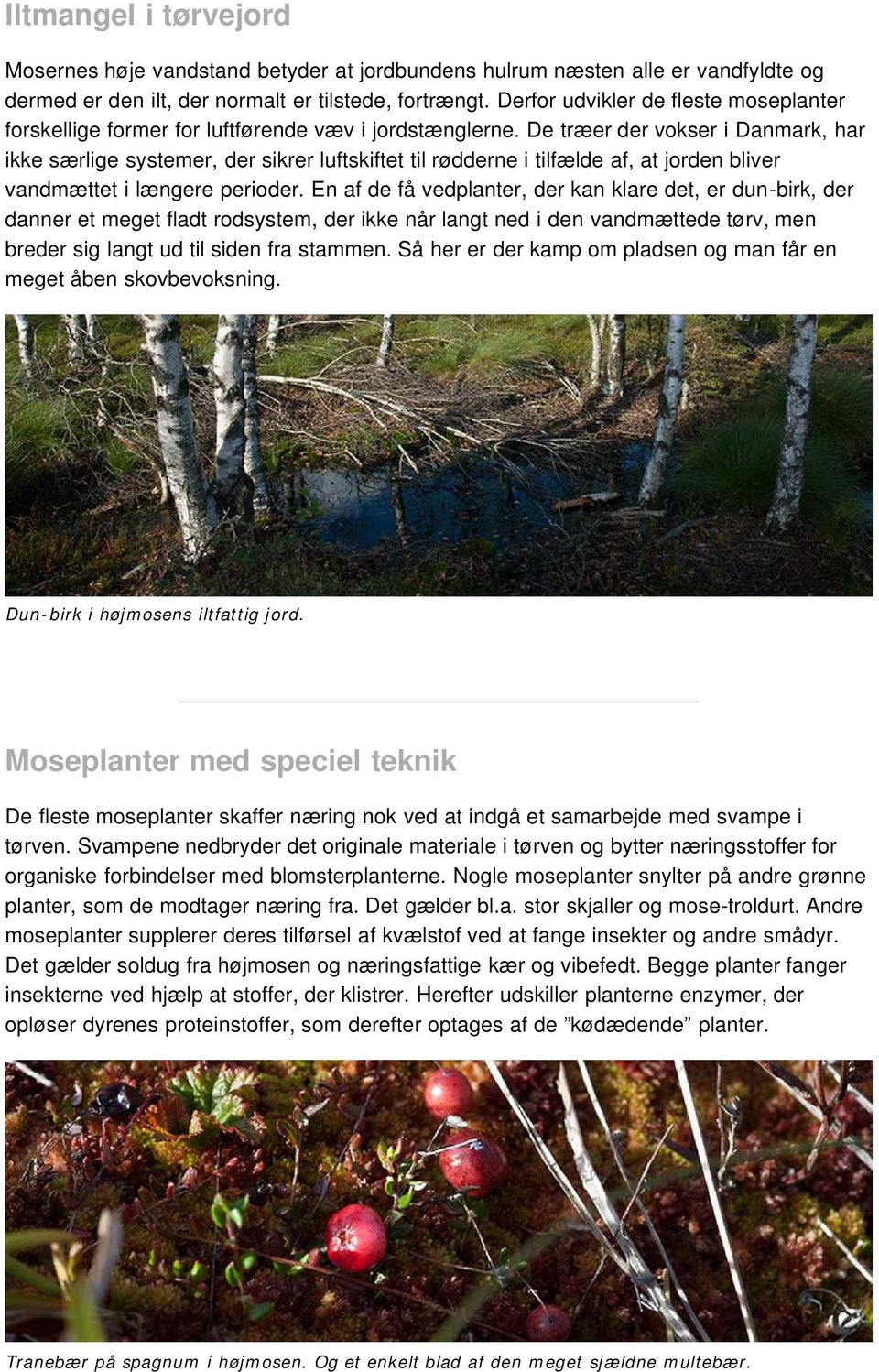 De træer der vokser i Danmark, har ikke særlige systemer, der sikrer luftskiftet til rødderne i tilfælde af, at jorden bliver vandmættet i længere perioder.