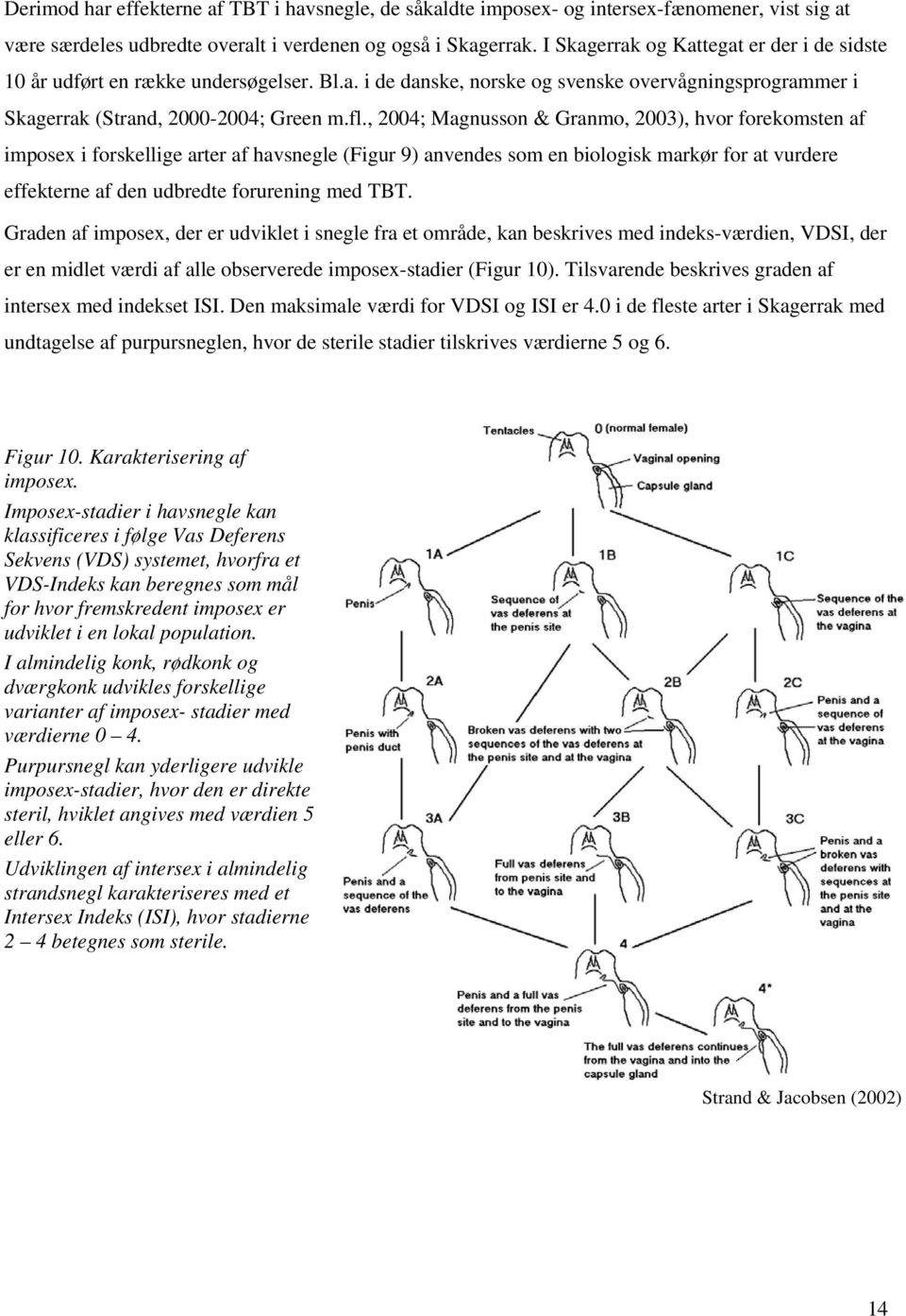 , 2004; Magnusson & Granmo, 2003), hvor forekomsten af imposex i forskellige arter af havsnegle (Figur 9) anvendes som en biologisk markør for at vurdere effekterne af den udbredte forurening med TBT.