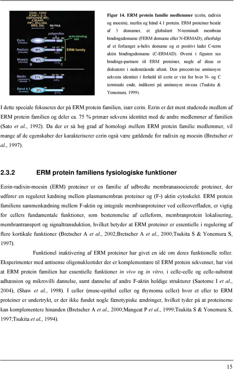 bindingsdomæne (C-ERMAD). Øverst i figuren ses bindings-partnere til ERM proteiner, nogle af disse er diskuteret i nedenstående afsnit.