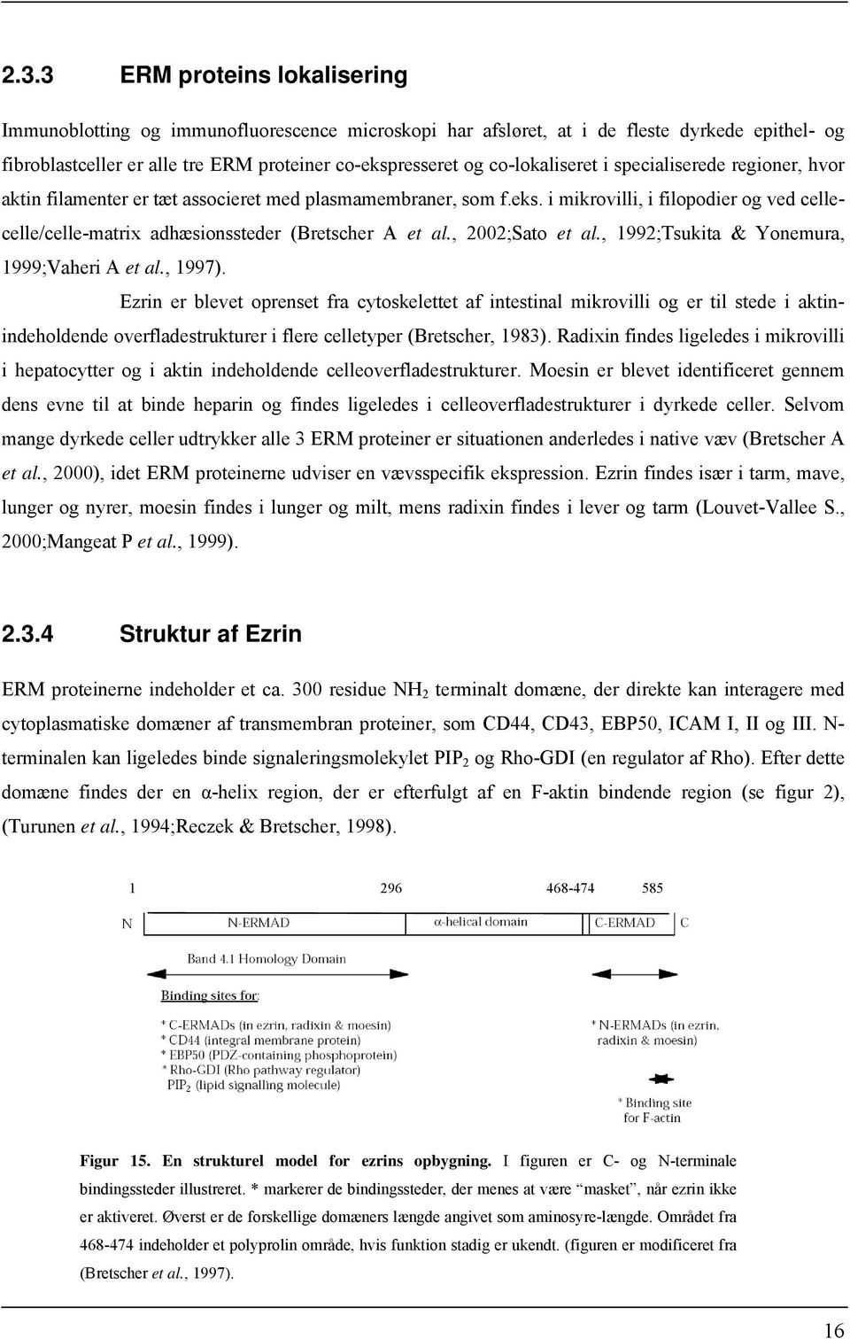 i mikrovilli, i filopodier og ved cellecelle/celle-matrix adhæsionssteder (Bretscher A et al., 2002;Sato et al., 1992;Tsukita & Yonemura, 1999;Vaheri A et al., 1997).