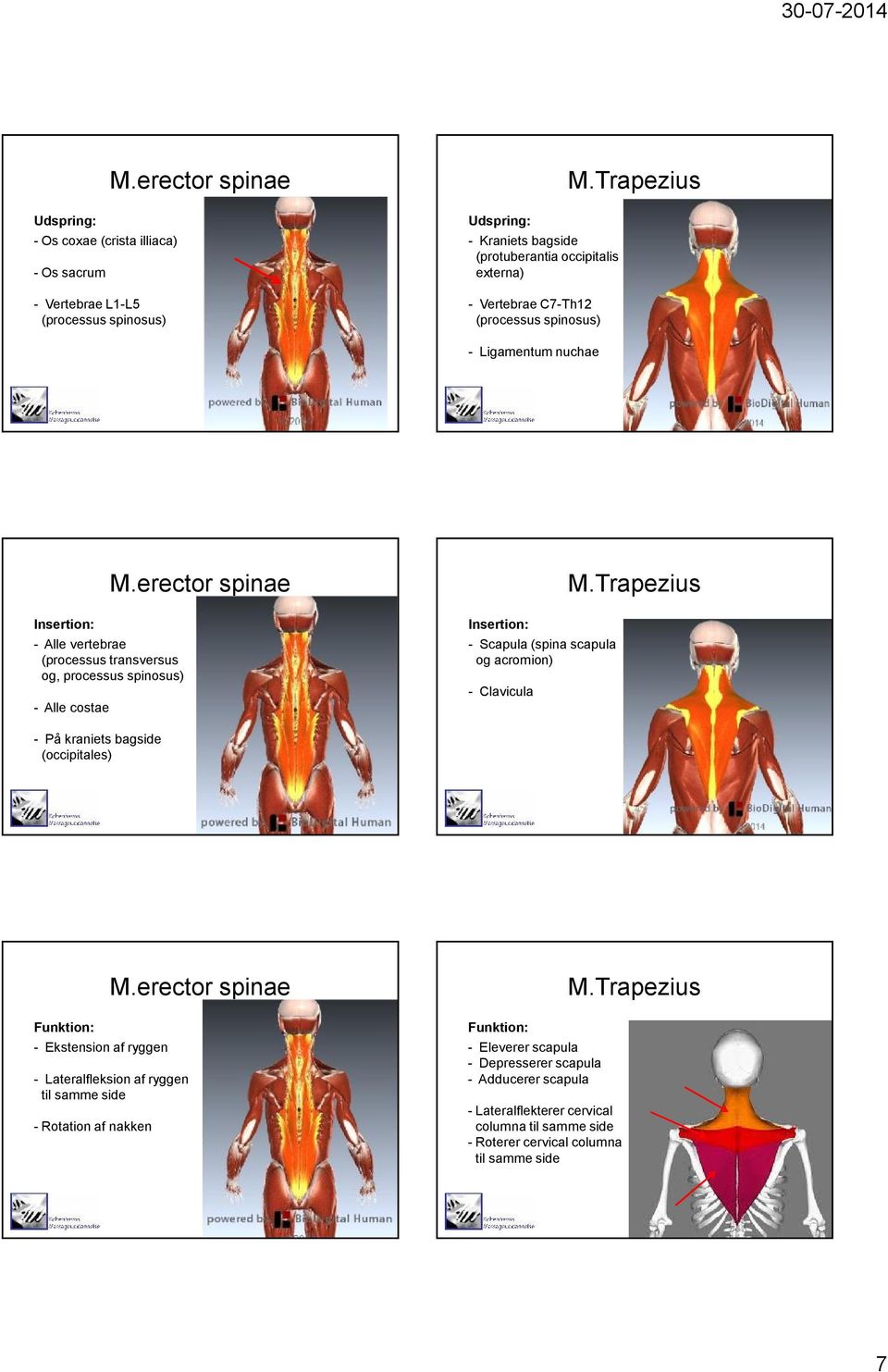 erector spinae - Alle vertebrae (processus transversus og, processus spinosus) - Alle costae - Scapula (spina scapula og acromion) - Clavicula M.