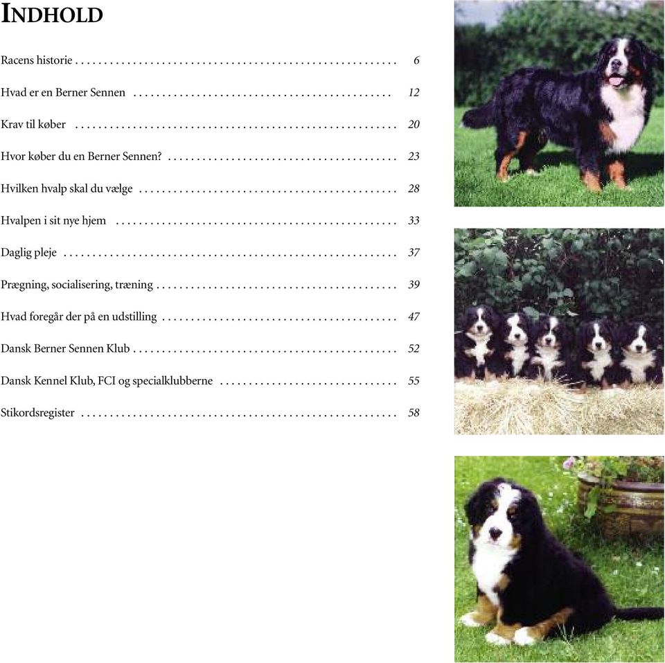 Dansk Kennel Klub. Berner Sennen. Atelier - PDF Gratis download