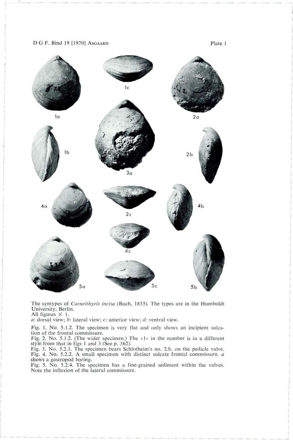 ) The»1«in the number is in a different style from that in figs 1 and 3 (See p. 362). Fig. 3. No. 5.2.1. The specimen bears Schlotheim's no. 2.b. on the pedicle valve. Fig, 4. No. 5.2.2. A small specimen with distinct sulcate frontal commissure, a shows a gastropod boring.