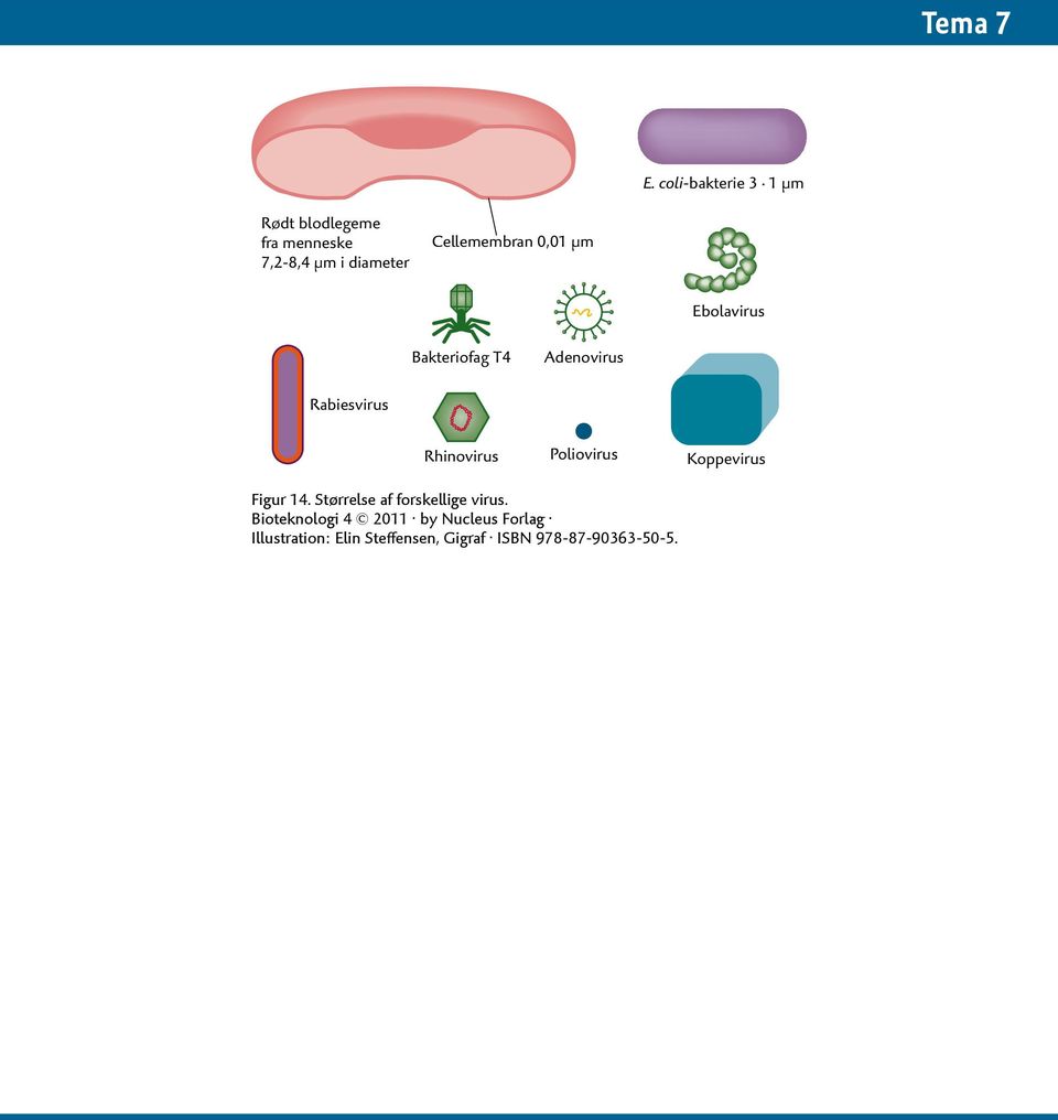 Infektionsbiologi. Bioteknologi 4. Figurer. Tema 7 - PDF Gratis download