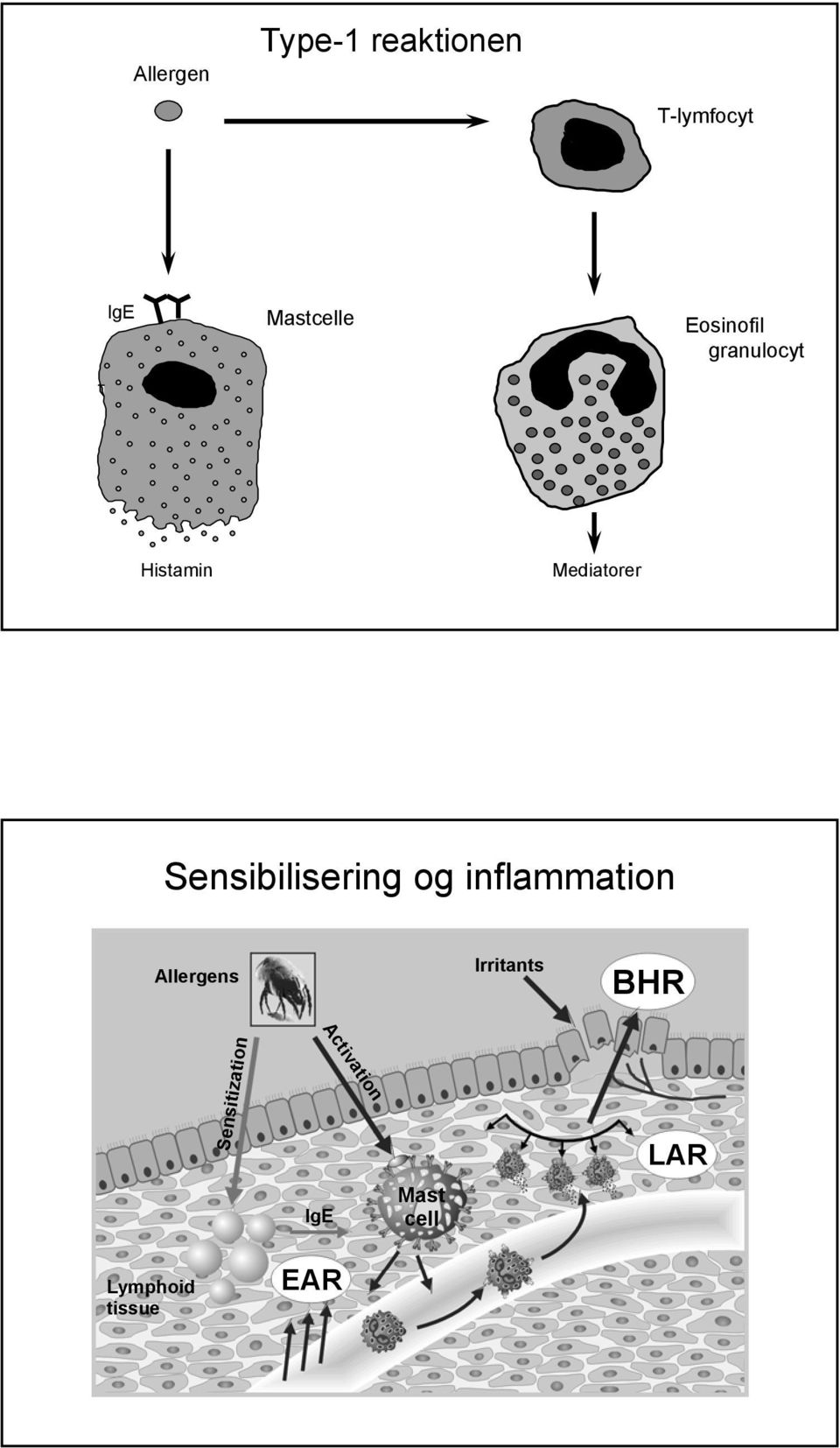 Sensibilisering og inflammation Allergens Irritants