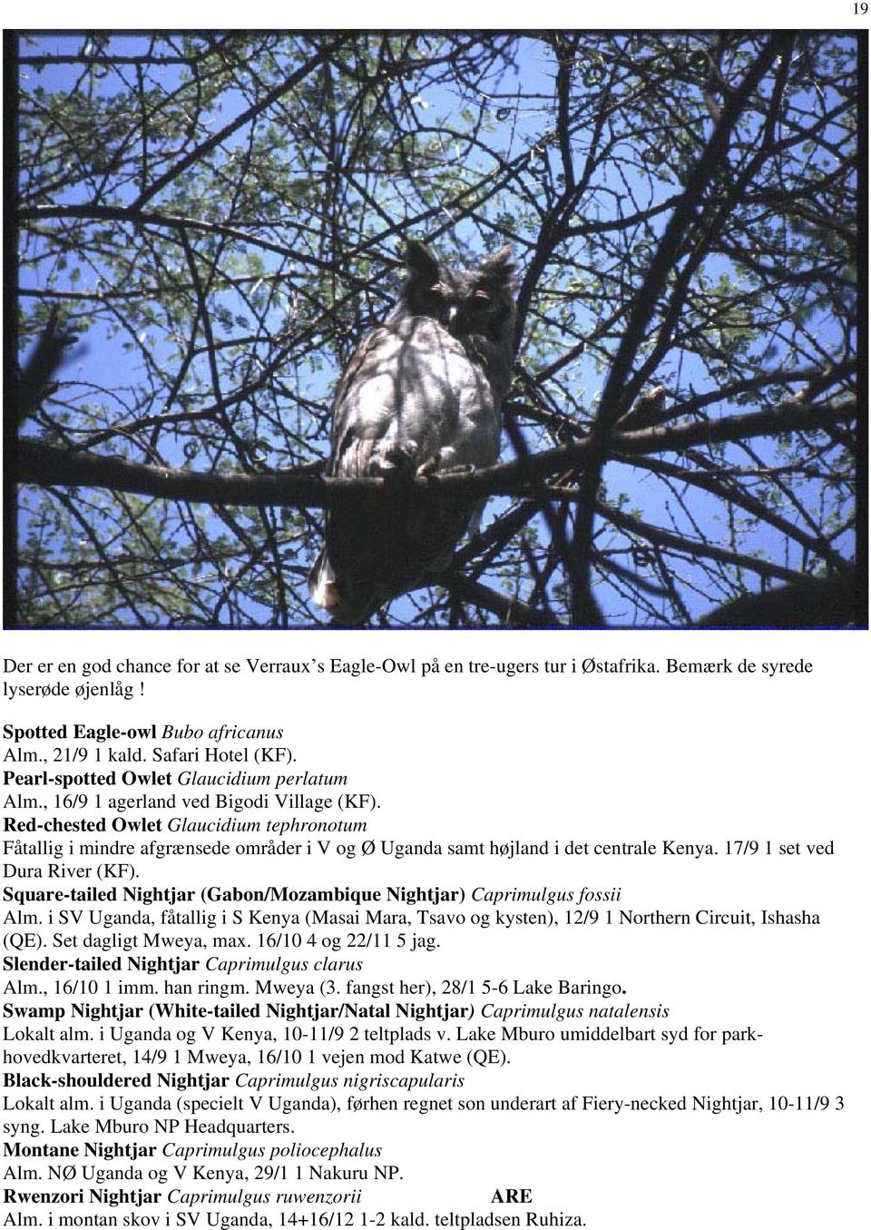 Red-chested Owlet Glaucidium tephronotum Fåtallig i mindre afgrænsede områder i V og Ø Uganda samt højland i det centrale Kenya. 17/9 1 set ved Dura River (KF).