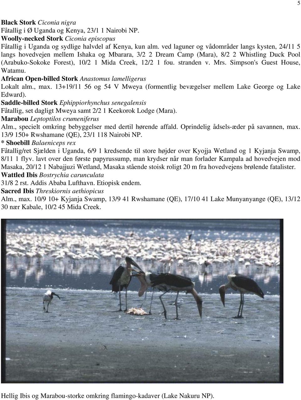 stranden v. Mrs. Simpson's Guest House, Watamu. African Open-billed Stork Anastomus lamelligerus Lokalt alm., max. 13+19/11 56 og 54 V Mweya (formentlig bevægelser mellem Lake George og Lake Edward).