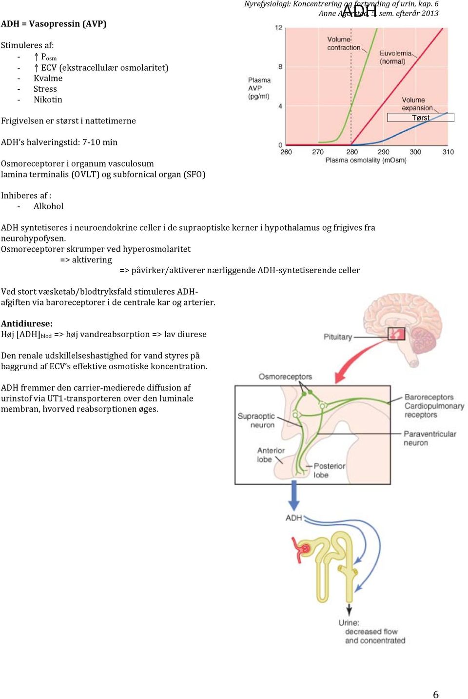 lamina terminalis (OVLT) og subfornical organ (SFO) Inhiberes af : - Alkohol ADH syntetiseres i neuroendokrine celler i de supraoptiske kerner i hypothalamus og frigives fra neurohypofysen.