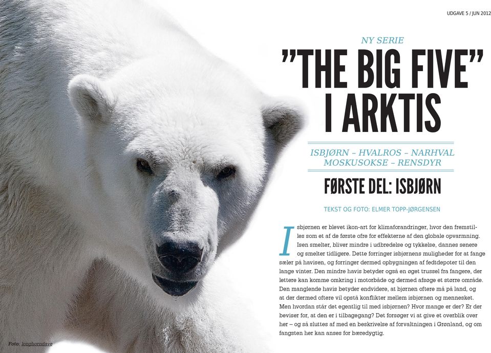Dette forringer isbjørnens muligheder for at fange sæler på havisen, og forringer dermed opbygningen af fedtdepoter til den lange vinter.