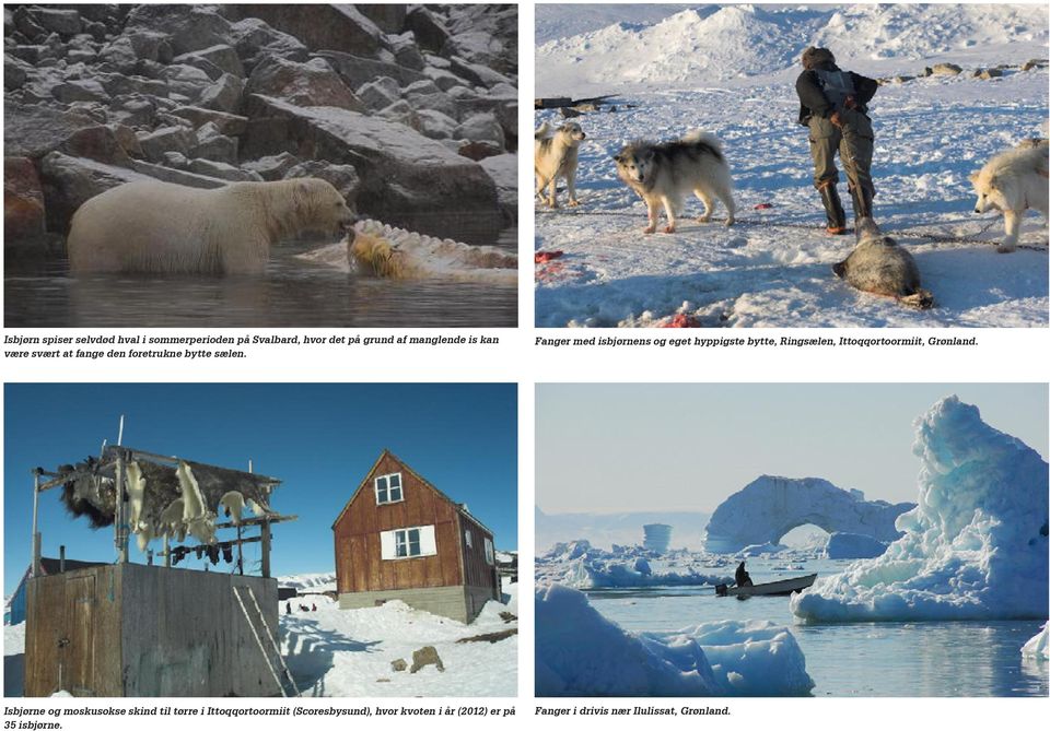 Fanger med isbjørnens og eget hyppigste bytte, Ringsælen, Ittoqqortoormiit, Grønland.