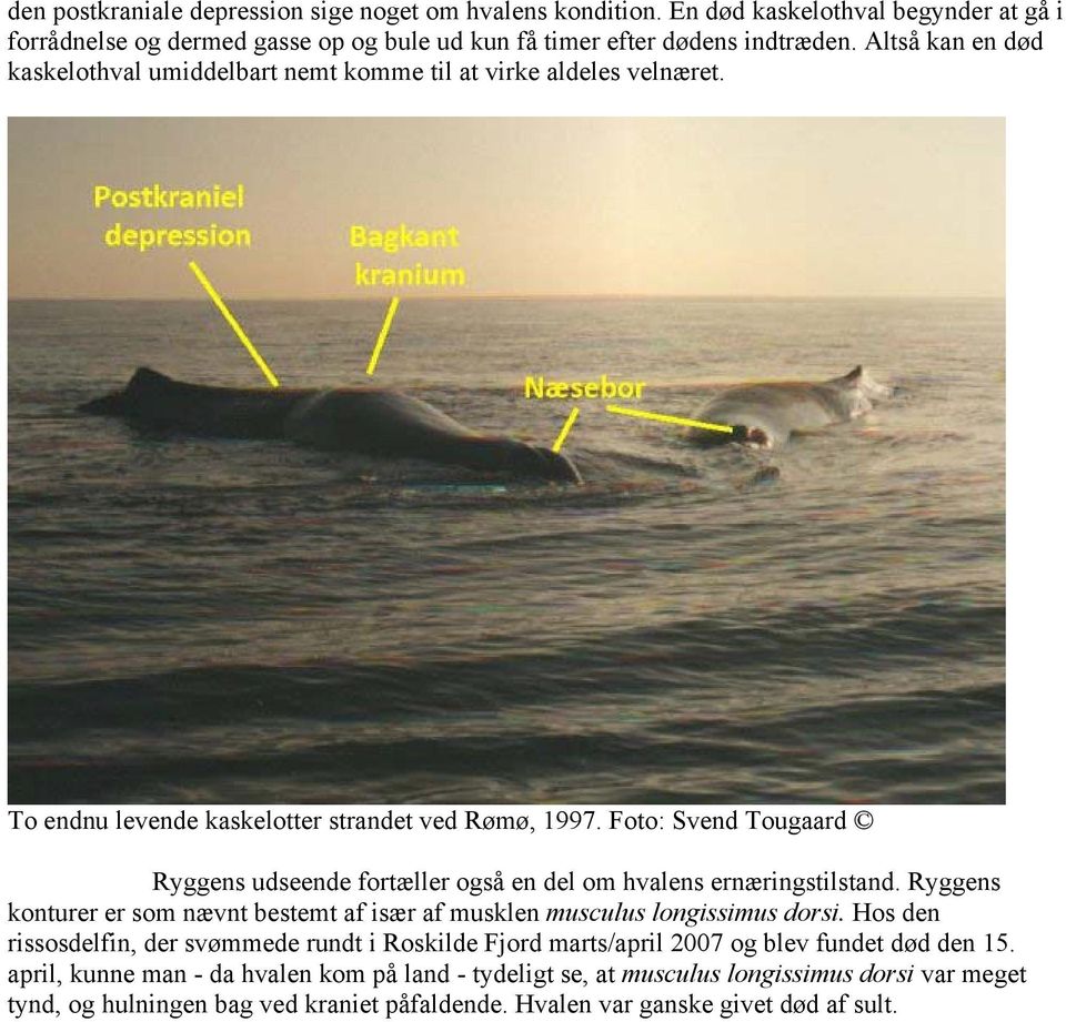 Foto: Svend Tougaard Ryggens udseende fortæller også en del om hvalens ernæringstilstand. Ryggens konturer er som nævnt bestemt af især af musklen musculus longissimus dorsi.