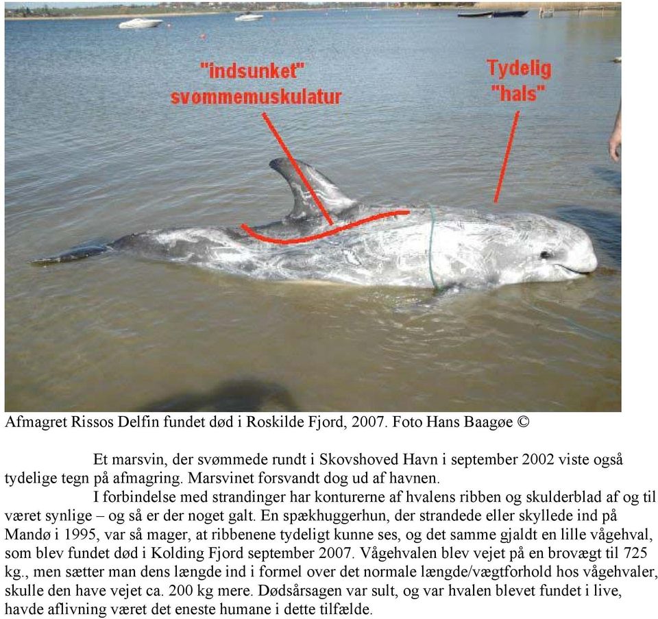 En spækhuggerhun, der strandede eller skyllede ind på Mandø i 1995, var så mager, at ribbenene tydeligt kunne ses, og det samme gjaldt en lille vågehval, som blev fundet død i Kolding Fjord september