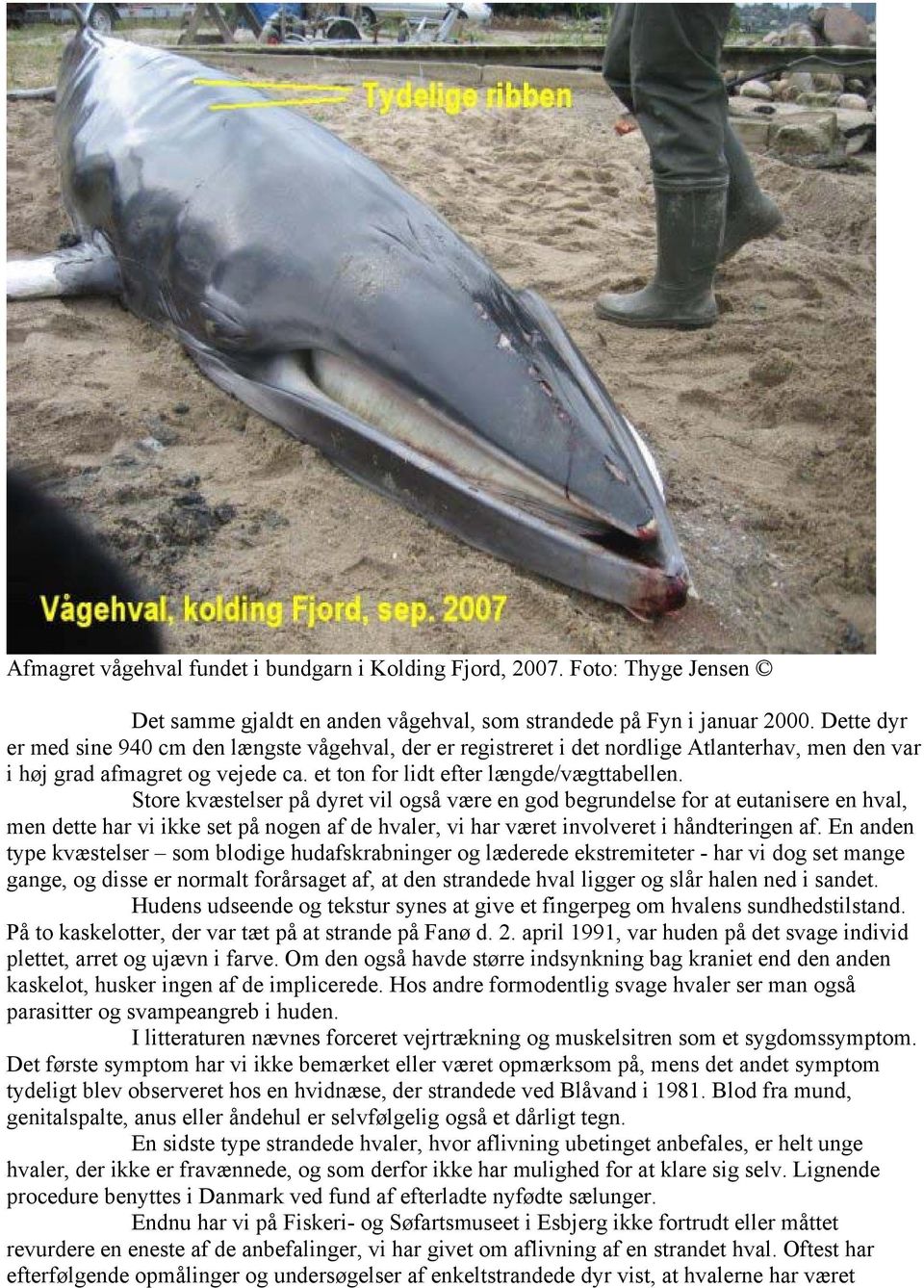 Store kvæstelser på dyret vil også være en god begrundelse for at eutanisere en hval, men dette har vi ikke set på nogen af de hvaler, vi har været involveret i håndteringen af.