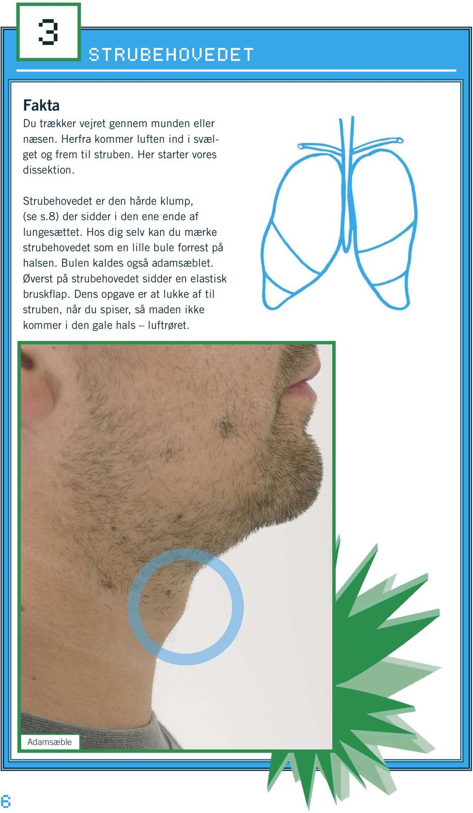 Hos dig selv kan du mærke strubehovedet som en lille bule forrest på halsen. Bulen kaldes også adamsæblet.
