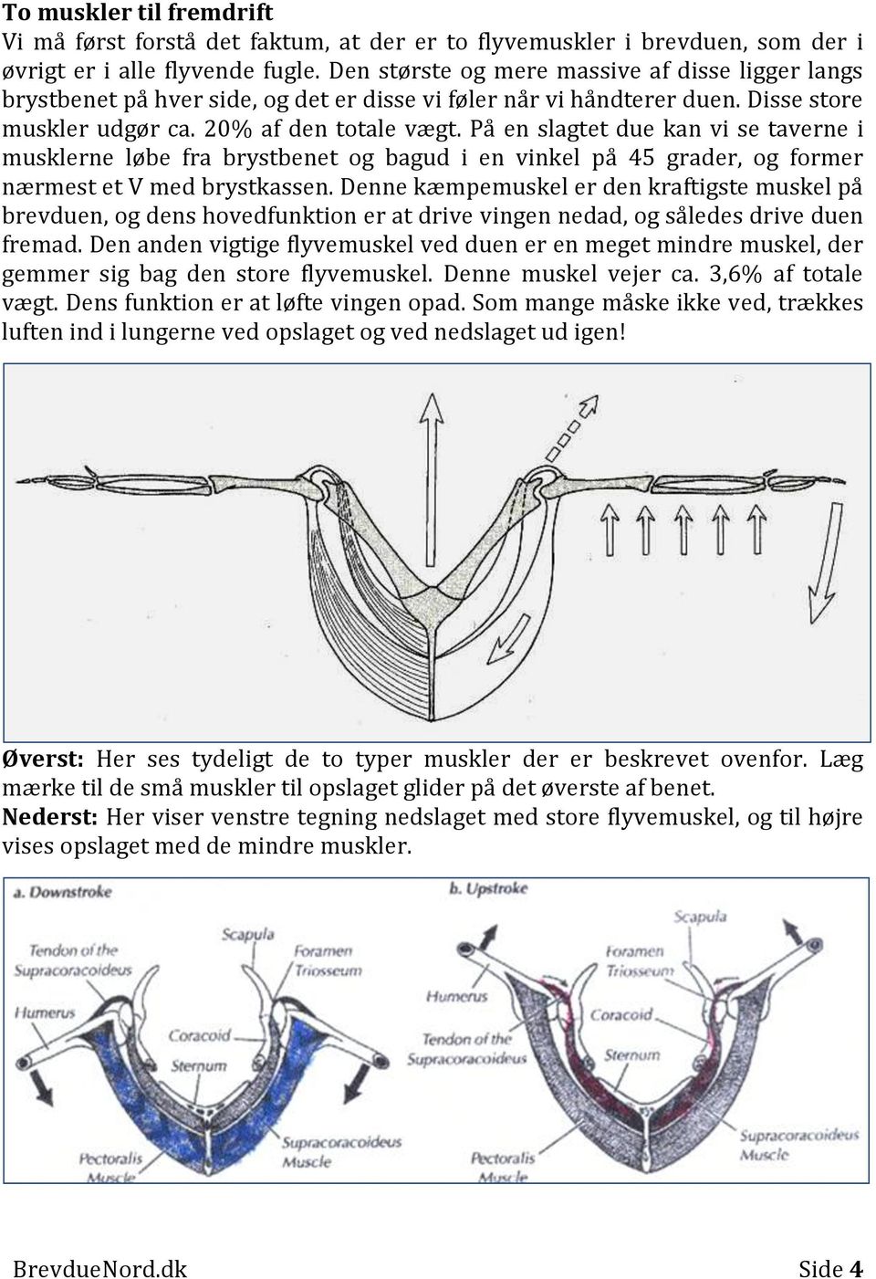 På en slagtet due kan vi se taverne i musklerne løbe fra brystbenet og bagud i en vinkel på 45 grader, og former nærmest et V med brystkassen.