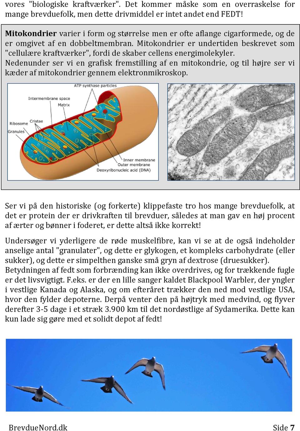 Mitokondrier er undertiden beskrevet som "cellulære kraftværker", fordi de skaber cellens energimolekyler.
