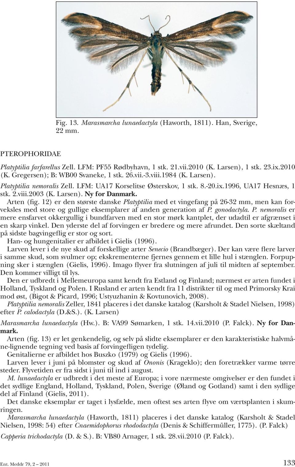 12) er den største danske Platyptilia med et vingefang på 26-32 mm, men kan forveksles med store og gullige eksemplarer af anden generation af P. gonodactyla. P. nemoralis er mere ensfarvet okkergullig i bundfarven med en stor mørk kantplet, der udadtil er afgrænset i en skarp vinkel.