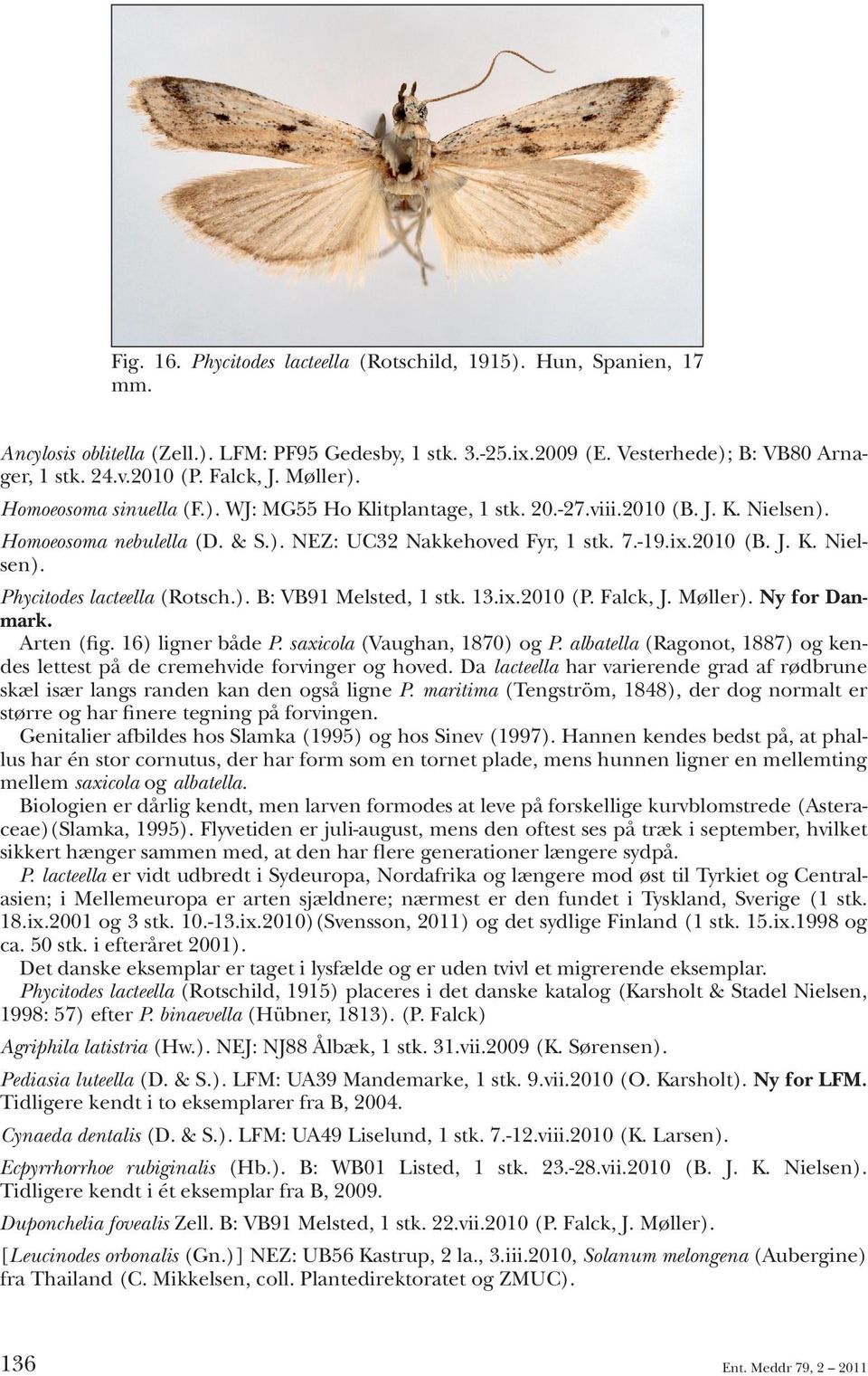 ). B: VB91 Melsted, 1 stk. 13.ix.2010 (P. Falck, J. Møller). Ny for Danmark. Arten (fig. 16) ligner både P. saxicola (Vaughan, 1870) og P.
