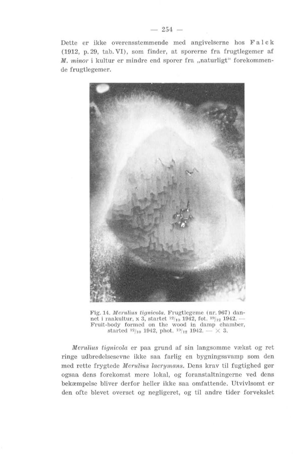 Fruit-body formed on the wood in damp chamber, start ed 12 / 10 1942, phot. 19 1t2 1942. - X 3.