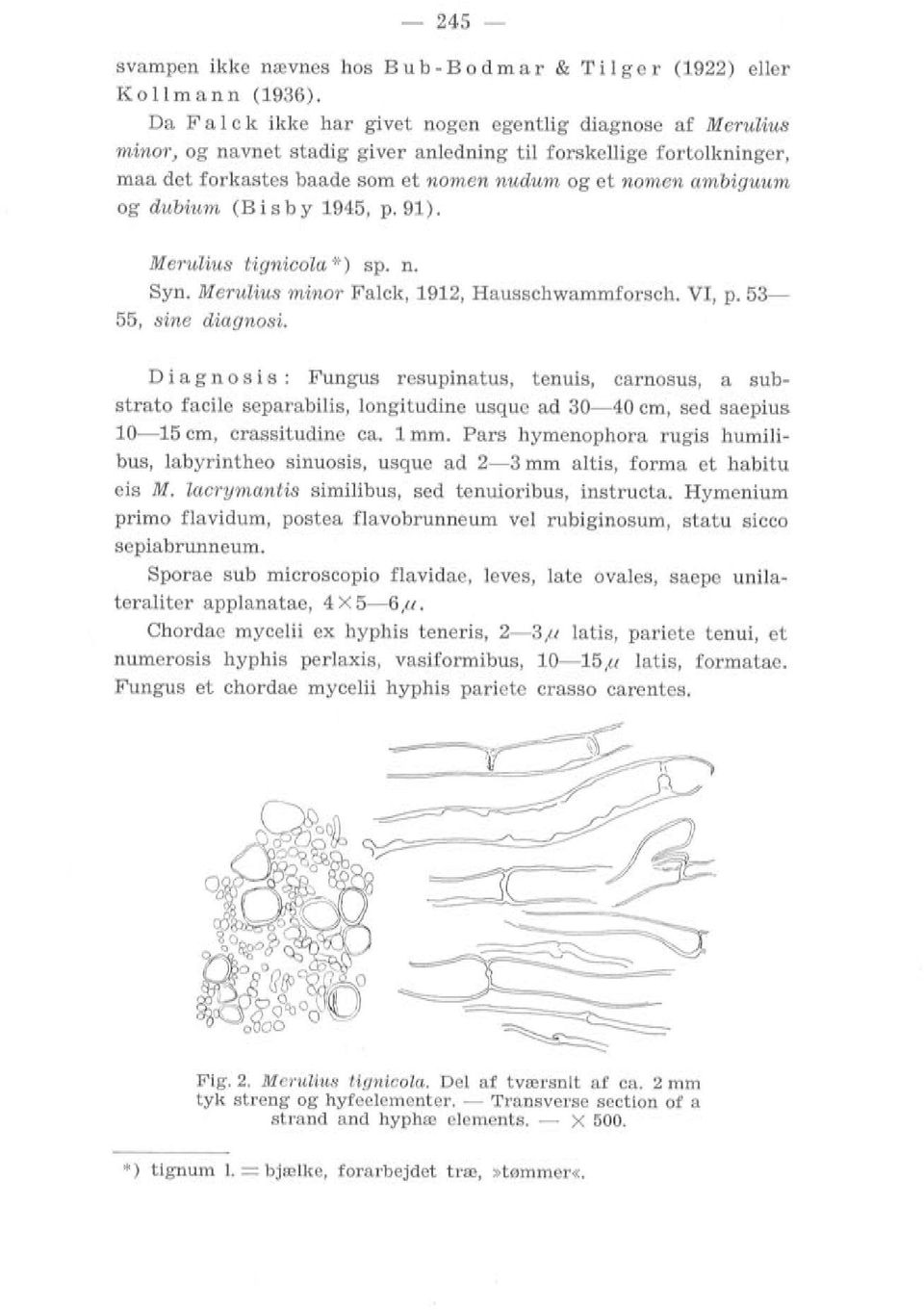 og dubium (B i s b y 1945, p. 91). Merulius tignicola * ) sp. n. Syn. Merulius minor Falck, 1912, Hausschwammforsch. VI, p. 53 55, sine diagnosi.