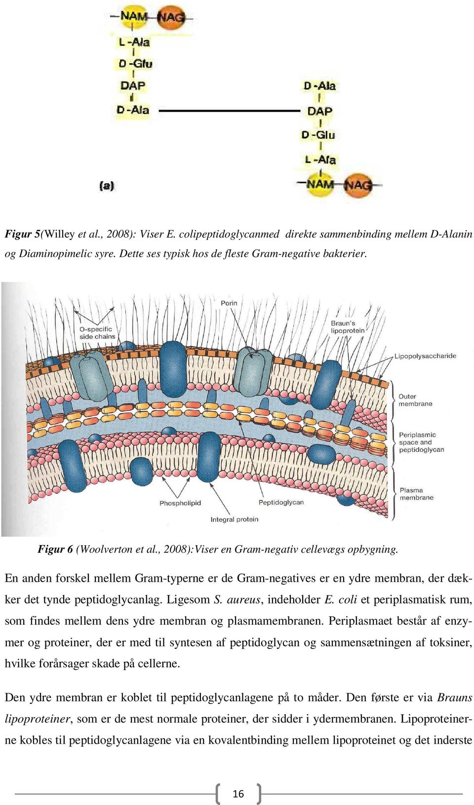 Ligesom S. aureus, indeholder E. coli et periplasmatisk rum, som findes mellem dens ydre membran og plasmamembranen.