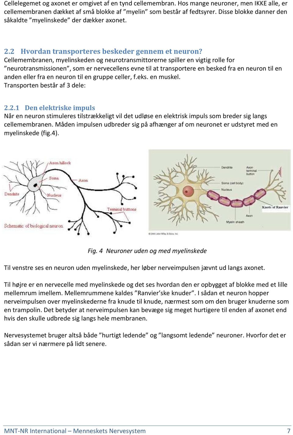 Cellemembranen, myelinskeden og neurotransmittorerne spiller en vigtig rolle for neurotransmissionen, som er nervecellens evne til at transportere en besked fra en neuron til en anden eller fra en