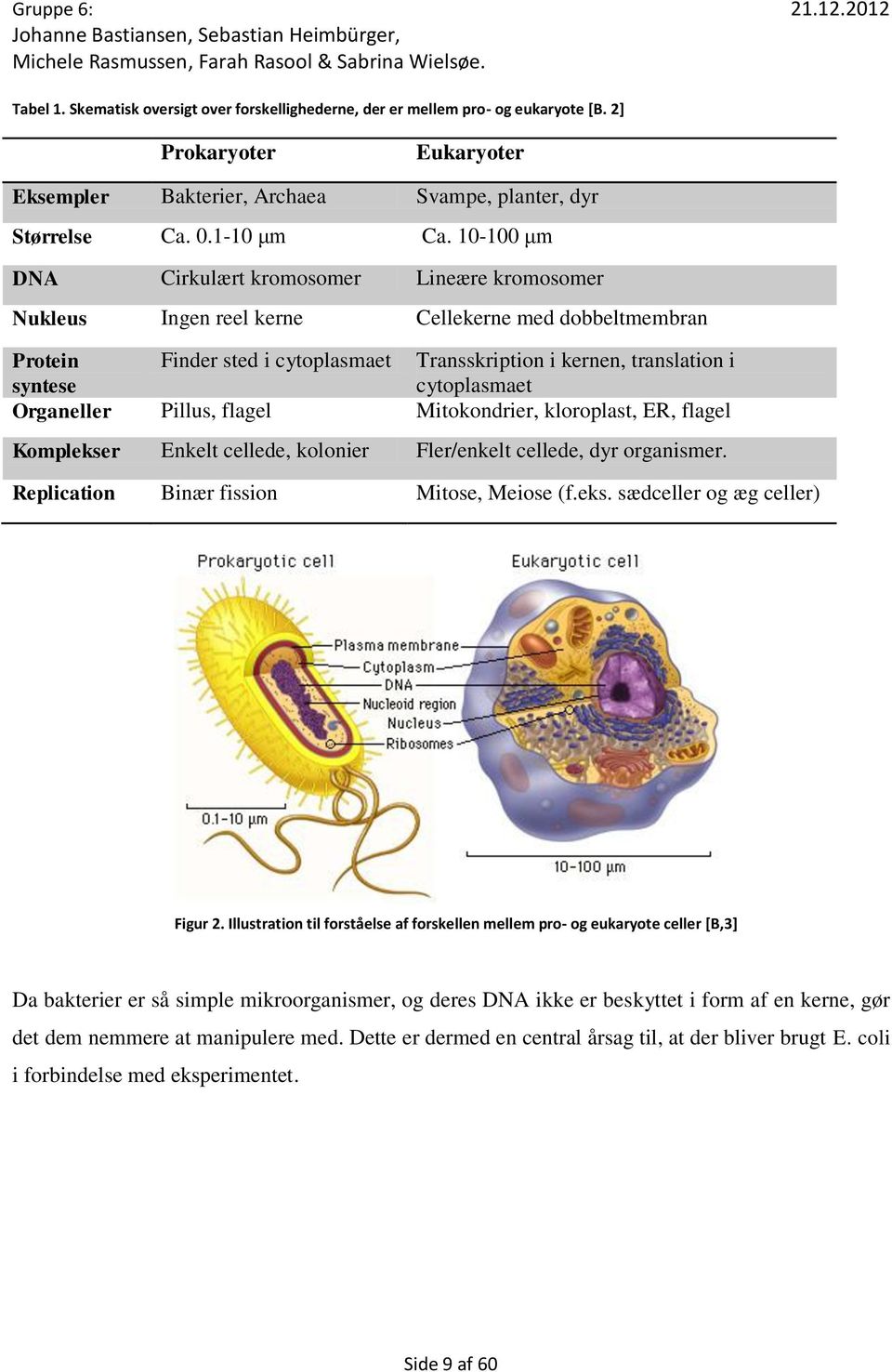 cytoplasmaet Organeller Pillus, flagel Mitokondrier, kloroplast, ER, flagel Komplekser Enkelt cellede, kolonier Fler/enkelt cellede, dyr organismer. Replication Binær fission Mitose, Meiose (f.eks. sædceller og æg celler) Figur 2.