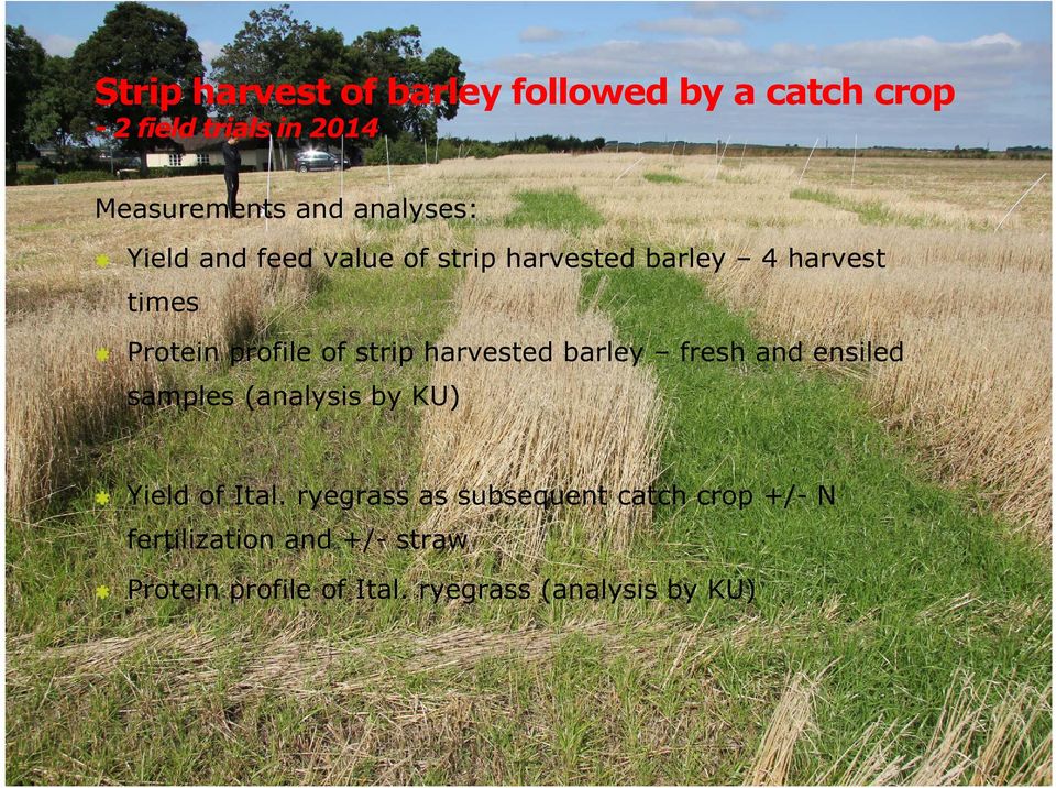 strip harvested barley fresh and ensiled samples (analysis by KU) Yield of Ital.