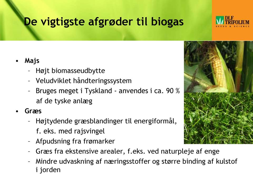 90 % Græs af de tyske anlæg Højtydende græsblandinger til energiformål, f. eks.