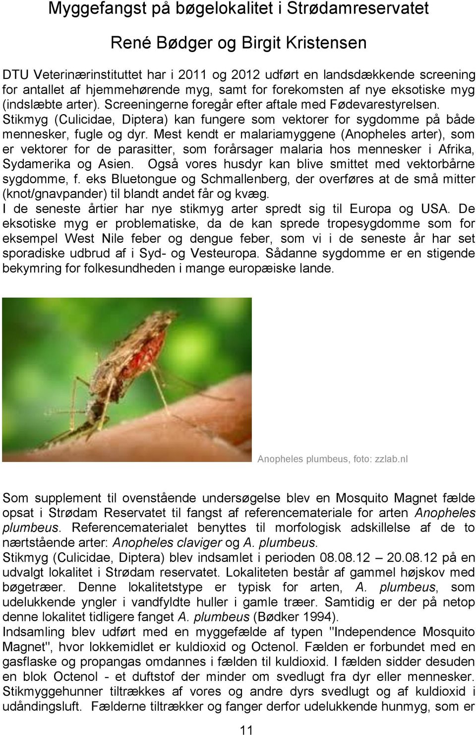 Stikmyg (Culicidae, Diptera) kan fungere som vektorer for sygdomme på både mennesker, fugle og dyr.