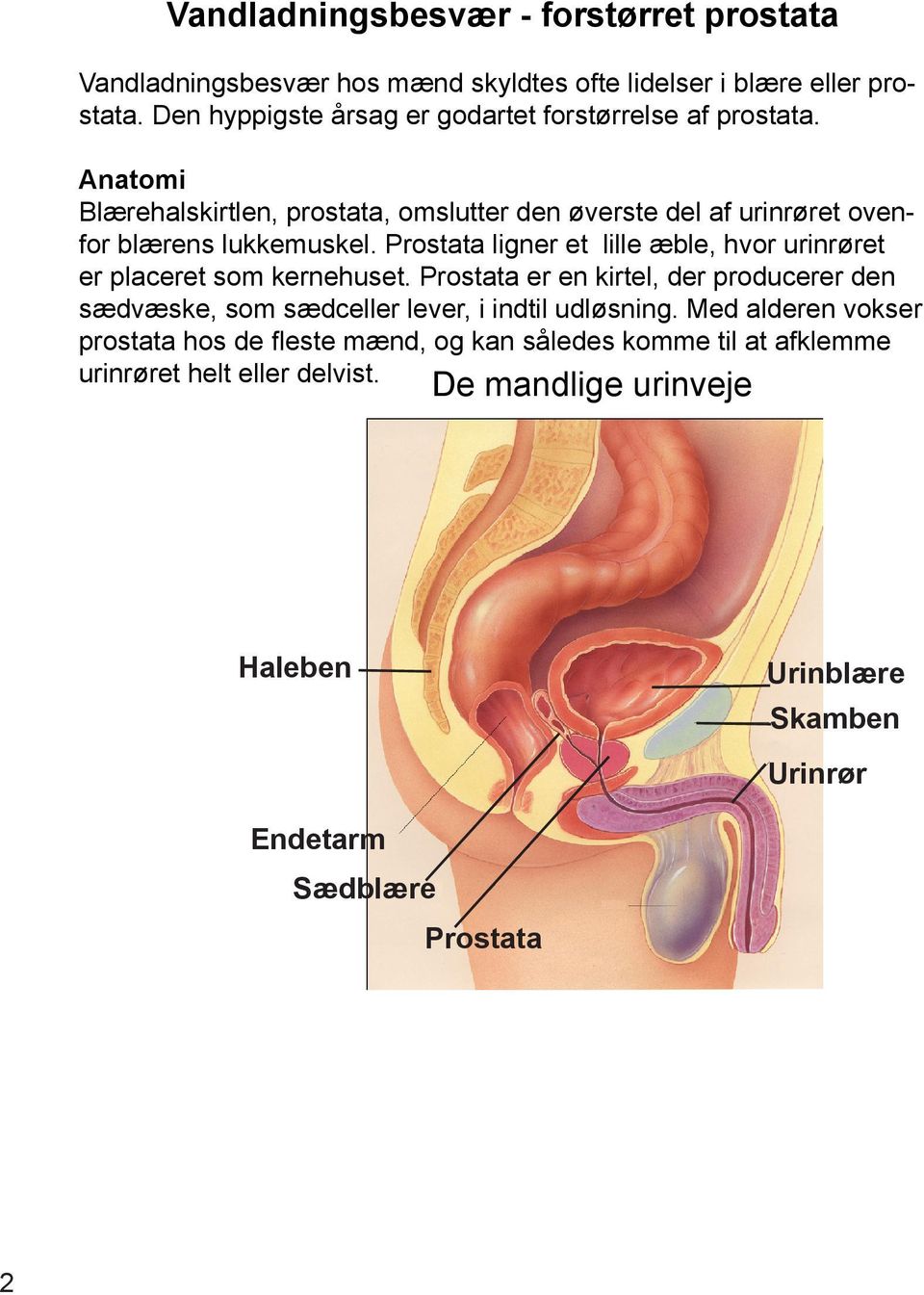 Vandladningsbesvær Forstørret prostata - PDF Gratis download