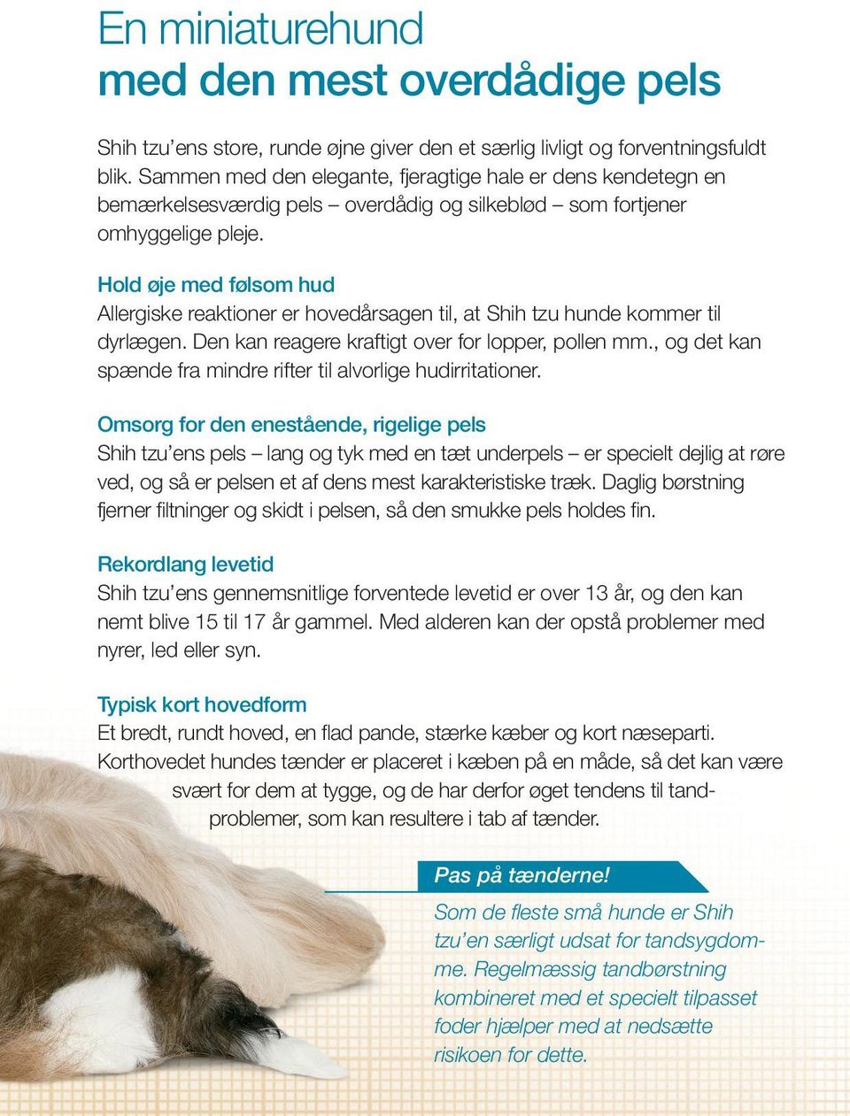 Hold øje med følsom hud Allergiske reaktioner er hovedårsagen til, at Shih tzu hunde kommer til dyrlægen. Den kan reagere kraftigt over for lopper, pollen mm.