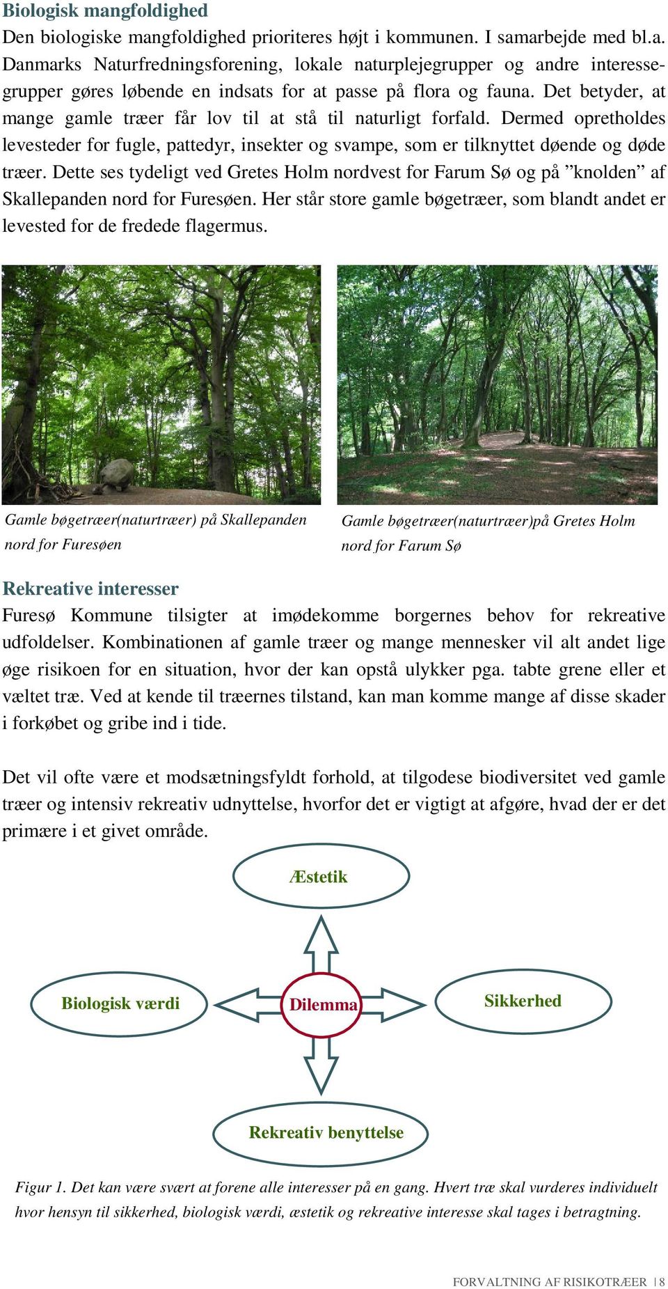 Dette ses tydeligt ved Gretes Holm nordvest for Farum Sø og på knolden af Skallepanden nord for Furesøen. Her står store gamle bøgetræer, som blandt andet er levested for de fredede flagermus.