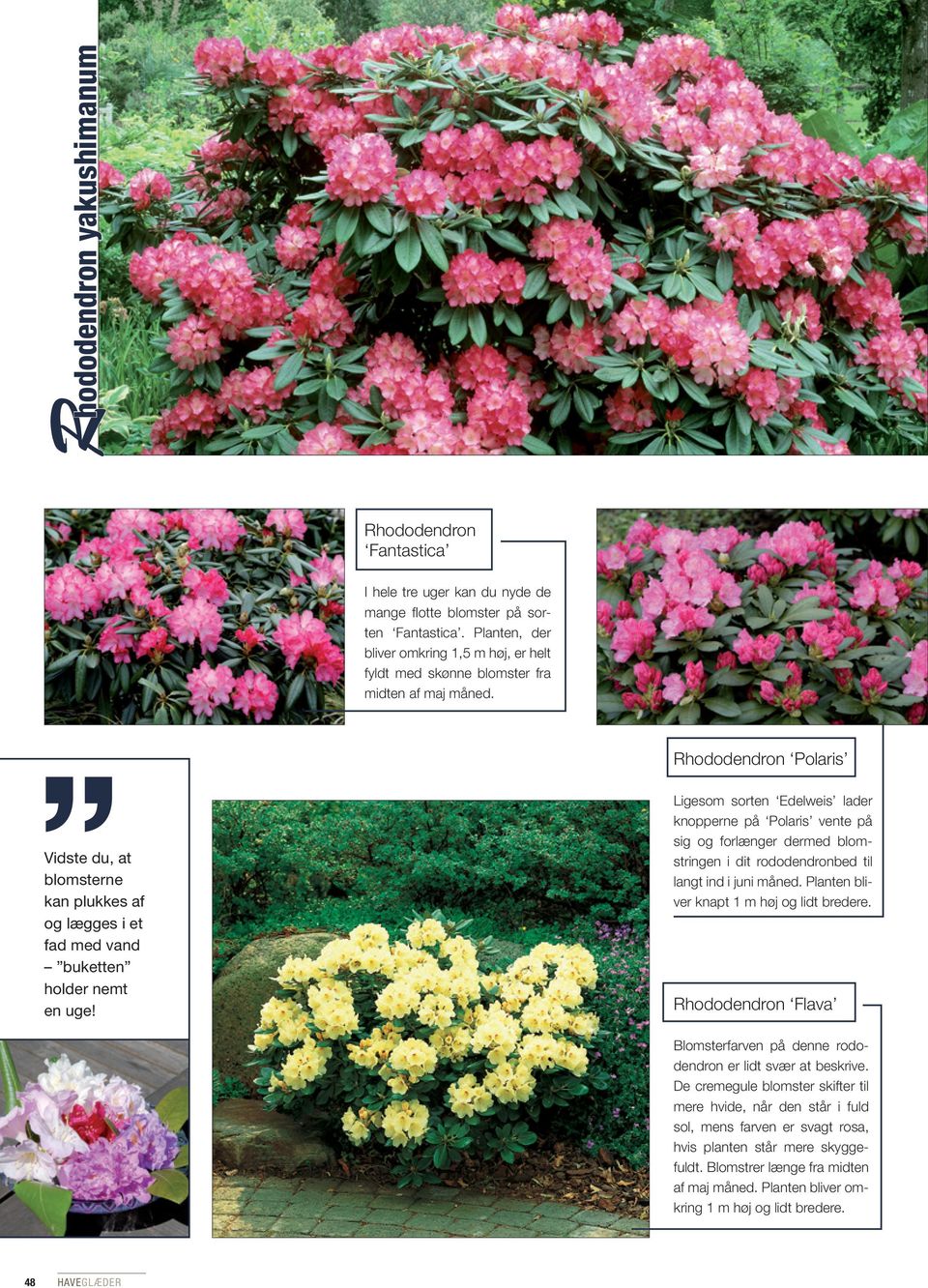 Rhododendron Polaris Ligesom sorten Edelweis lader knopperne på Polaris vente på sig og forlænger dermed blomstringen i dit rododendronbed til langt ind i juni måned.