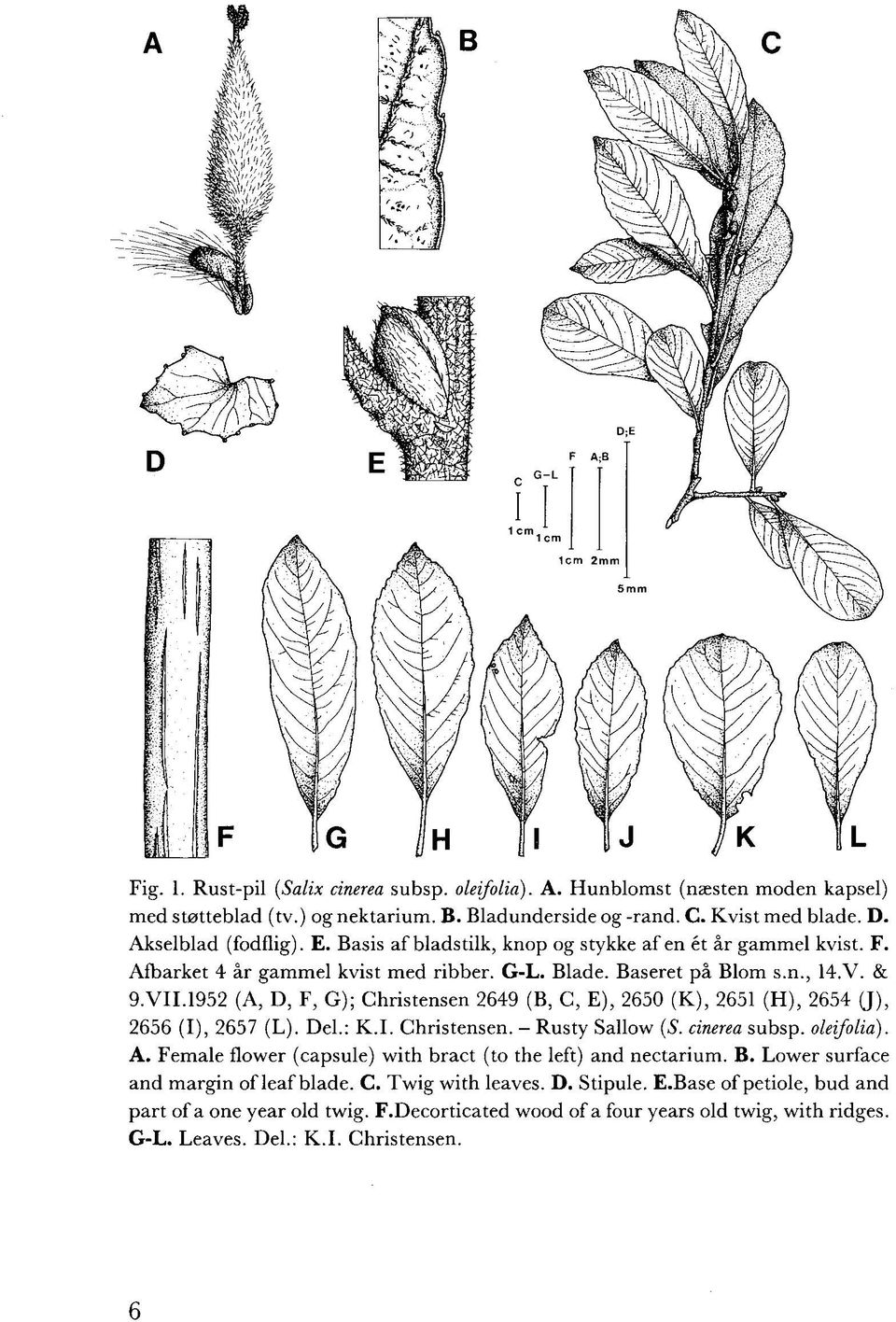 1952 (A, D, F, G); Christensen 2649 (B, C, E), 2650 (K), 2651 (H), 2654 (J), 2656 (I), 2657 (L). Del.: K.I. Christensen. - Rusty Sallow (S. cinerea subsp. oleifolia). A.