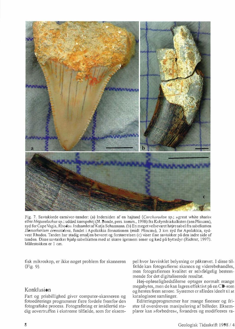 (b) En meget velbevarct højrc sabel fra sabclkatten HomO/herilll1l crelloth/cl1s, fundet i Apolakkia fonnationen (midt Plioeæn), 3 km syd for Apolakkia, sydvest Rhodos.