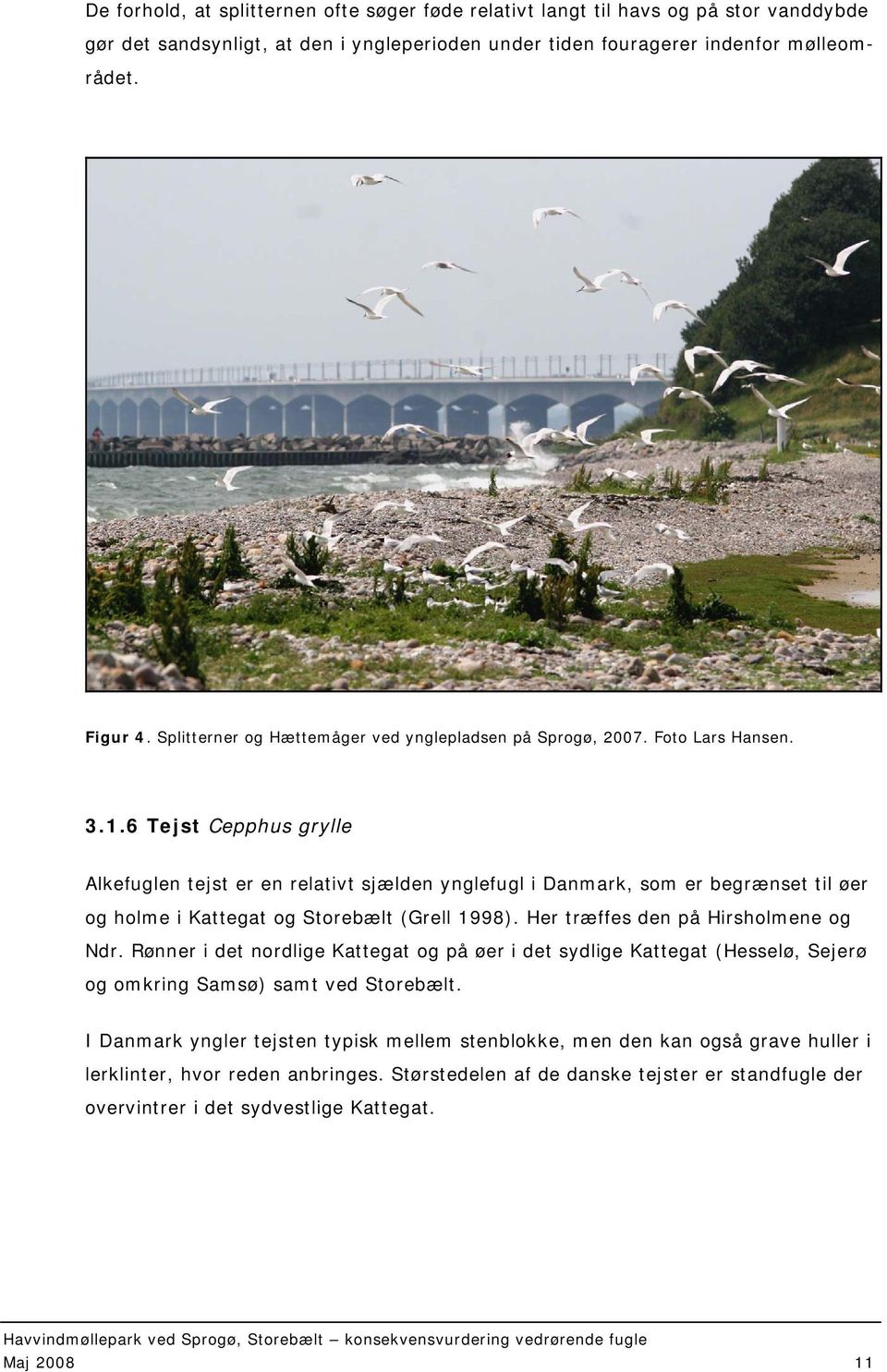 6 Tejst Cepphus grylle Alkefuglen tejst er en relativt sjælden ynglefugl i Danmark, som er begrænset til øer og holme i Kattegat og Storebælt (Grell 1998). Her træffes den på Hirsholmene og Ndr.
